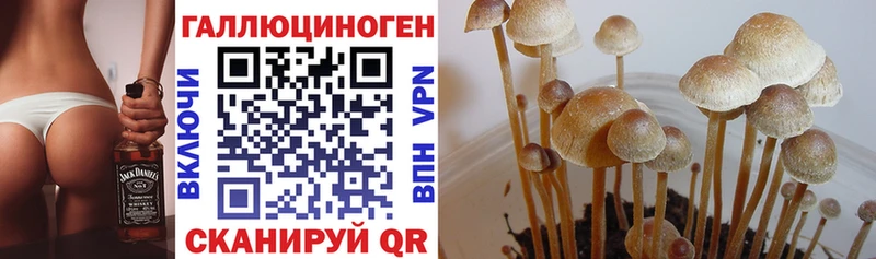 Псилоцибиновые грибы Psilocybine cubensis  Чаплыгин 